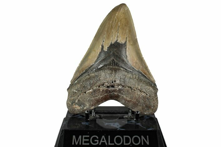Serrated, Fossil Megalodon Tooth - North Carolina #350589